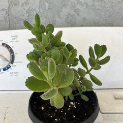 Panda Pow And Panda Ears Succulents Both Plant  Rooted Good Conditions $14.00each One or Get Both For $20.00