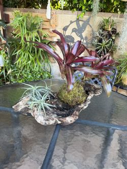 Tabletop Airplant And Bromeliad Display
