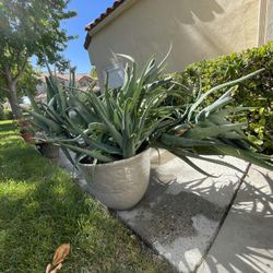 Aloe Plant