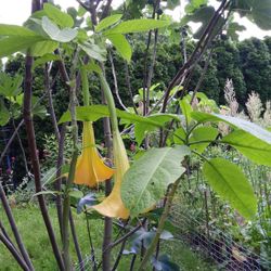 Hawaiian Angel Trumpet Tree