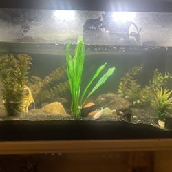 10 Gallon Fish Tank