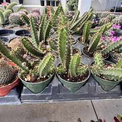 Cactus $5 Each