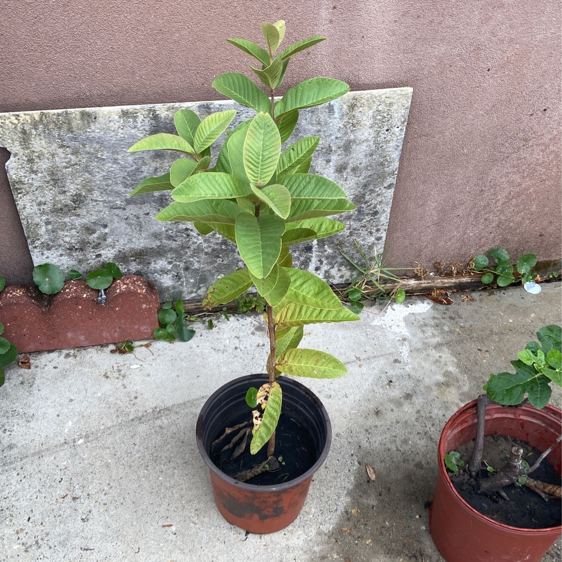 Guava Tree 