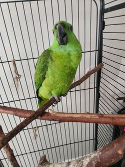 Loro
