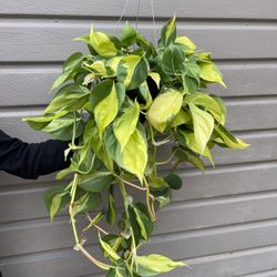 8” Big Brazil Philodendron Big Leafs 