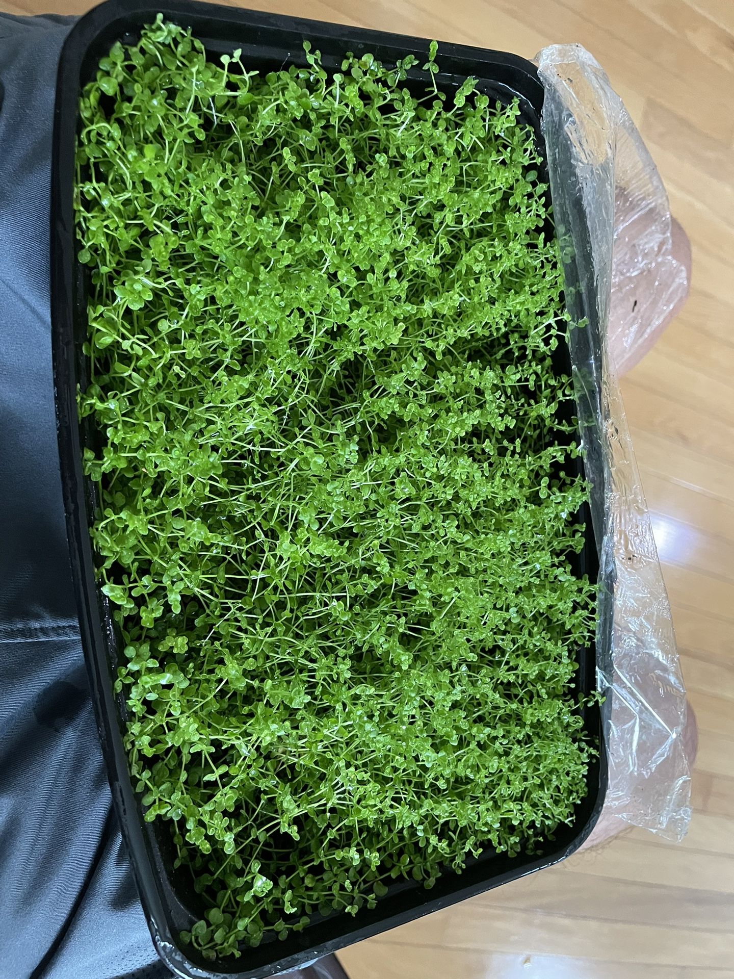 Monte Carlo Aquarium Plants