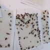 Pest Express