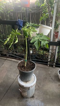 Papaya plant Planta de papaya