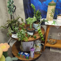Plants