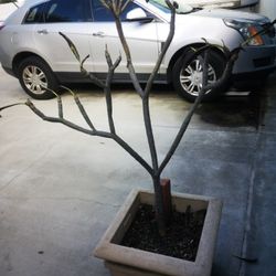 Large Plumeria In Cement Pot (hot Pink Flowers) 