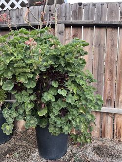 Large Potted red Geranium and Aeonium Succulent