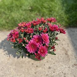 Perennial Belgium Mums