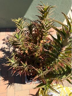 Aloe Ciliaris FIREWALL Plant