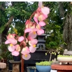 Blooming Star Begonia 