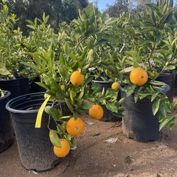 Fruiting Age- Citrus Trees - 5 Gallon Size