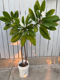 PLUMERIA PLANT WHITE $20 DOLLARS