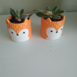 Succulent in Ceramic Pot 