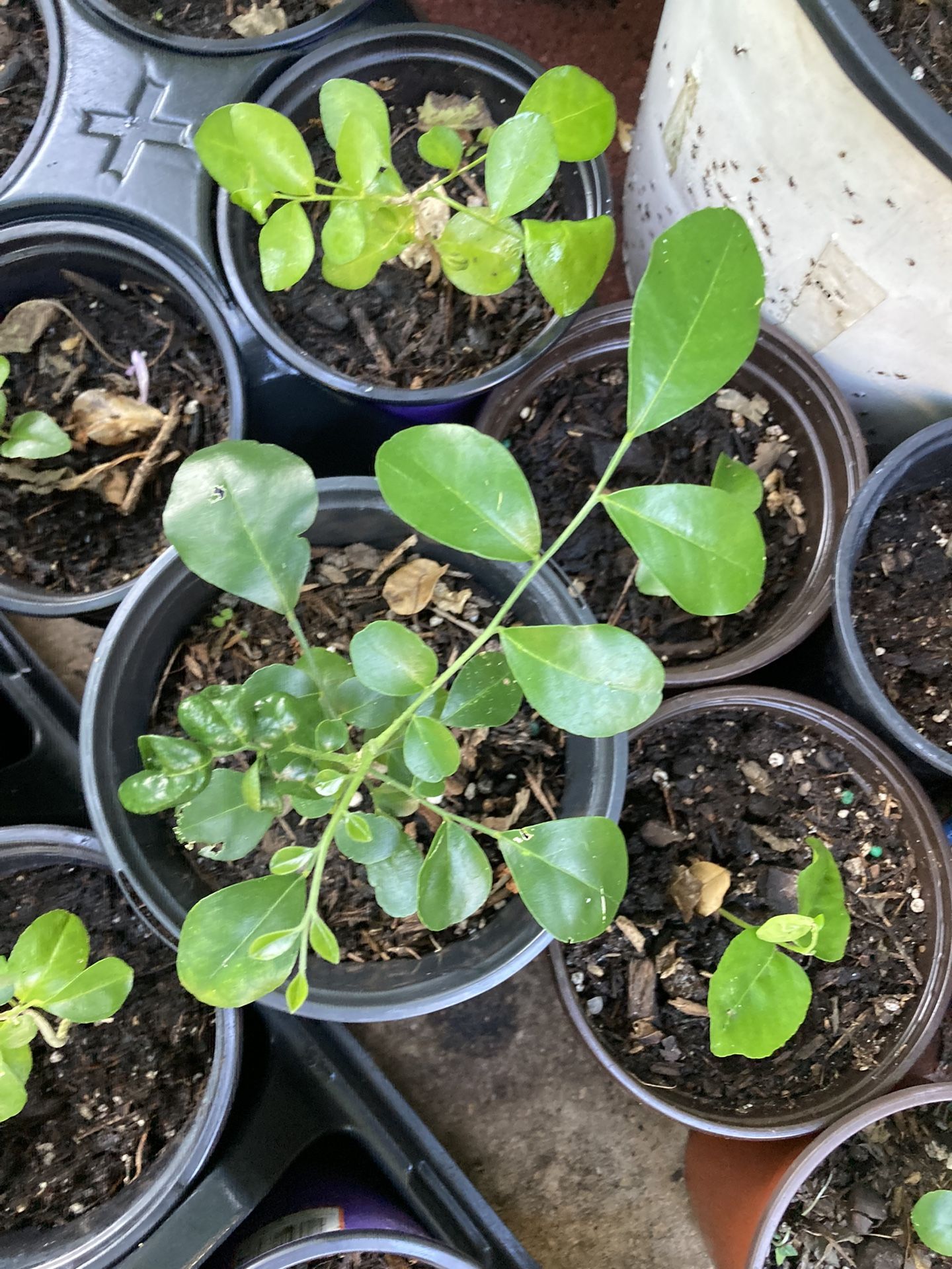 Orange Jasmine Plant Seedlings **$1 to $2**