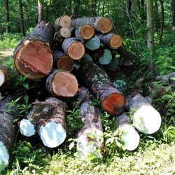 Wood Timber Lumber Logs Live Edge 