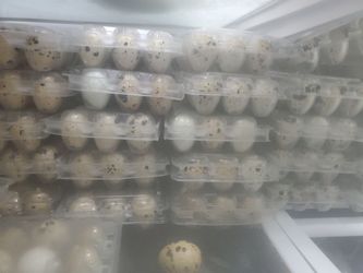 SALE Quail eggs 10 dozen