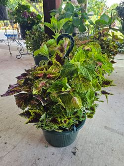 Coleus Beautiful And Healthy HANGING BASKETS PLANTS ARRIVED. $14 each