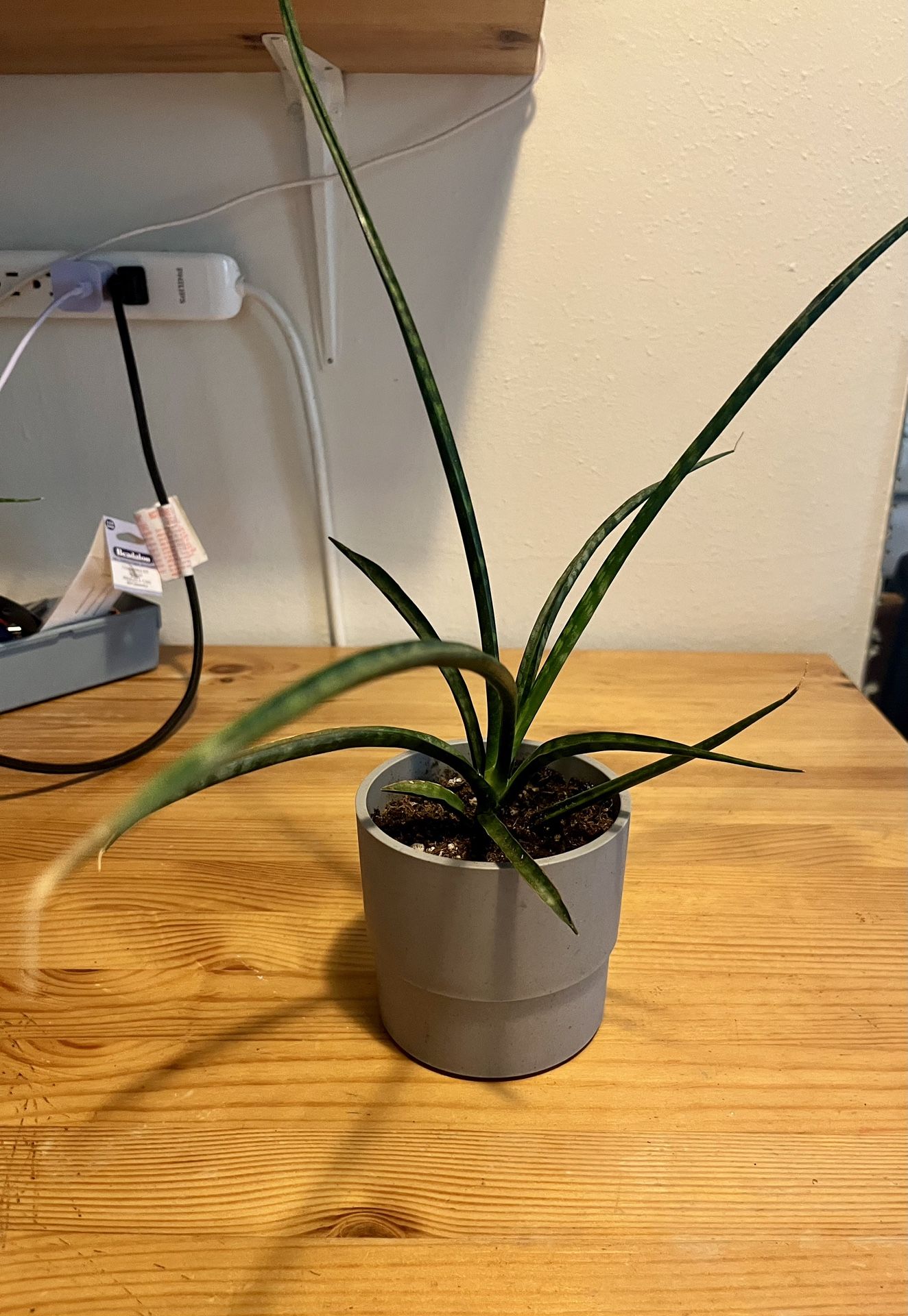 Snake Plant