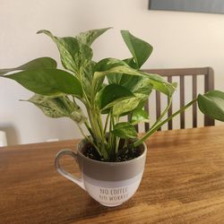 Plant in a cup