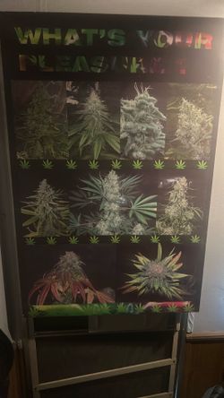whats your pleasure