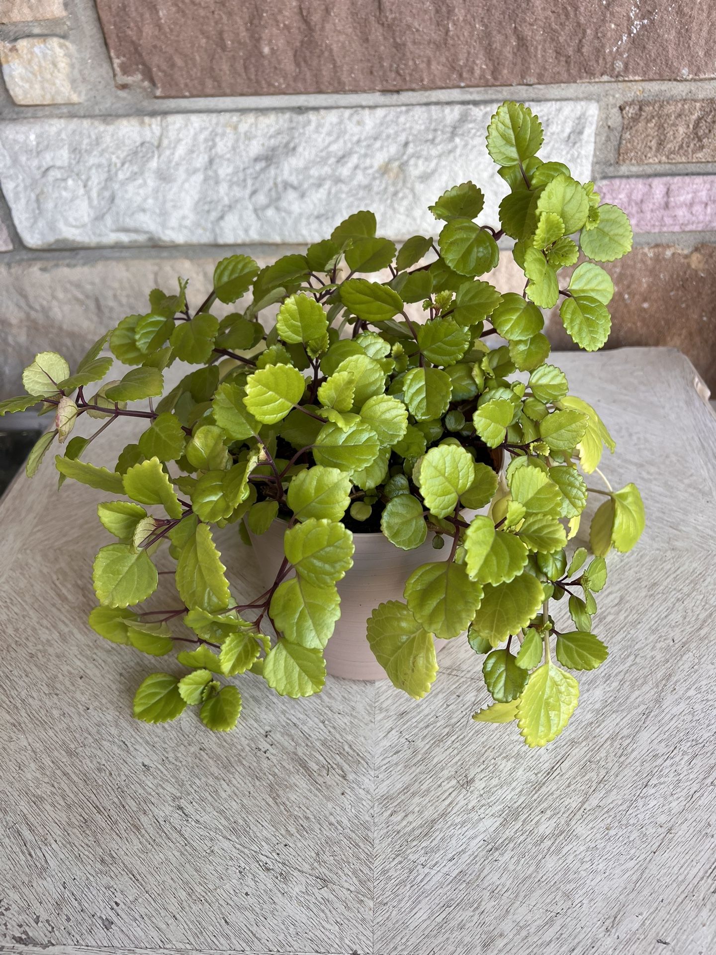 English Ivy Plant