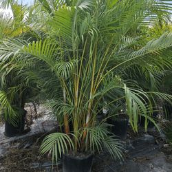 Arecas Over 7  Feet Tall Instant Privacy Hedge For Fence