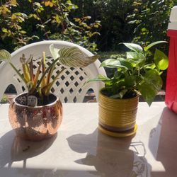 Plants