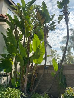 Free Giant Birds of Paradise