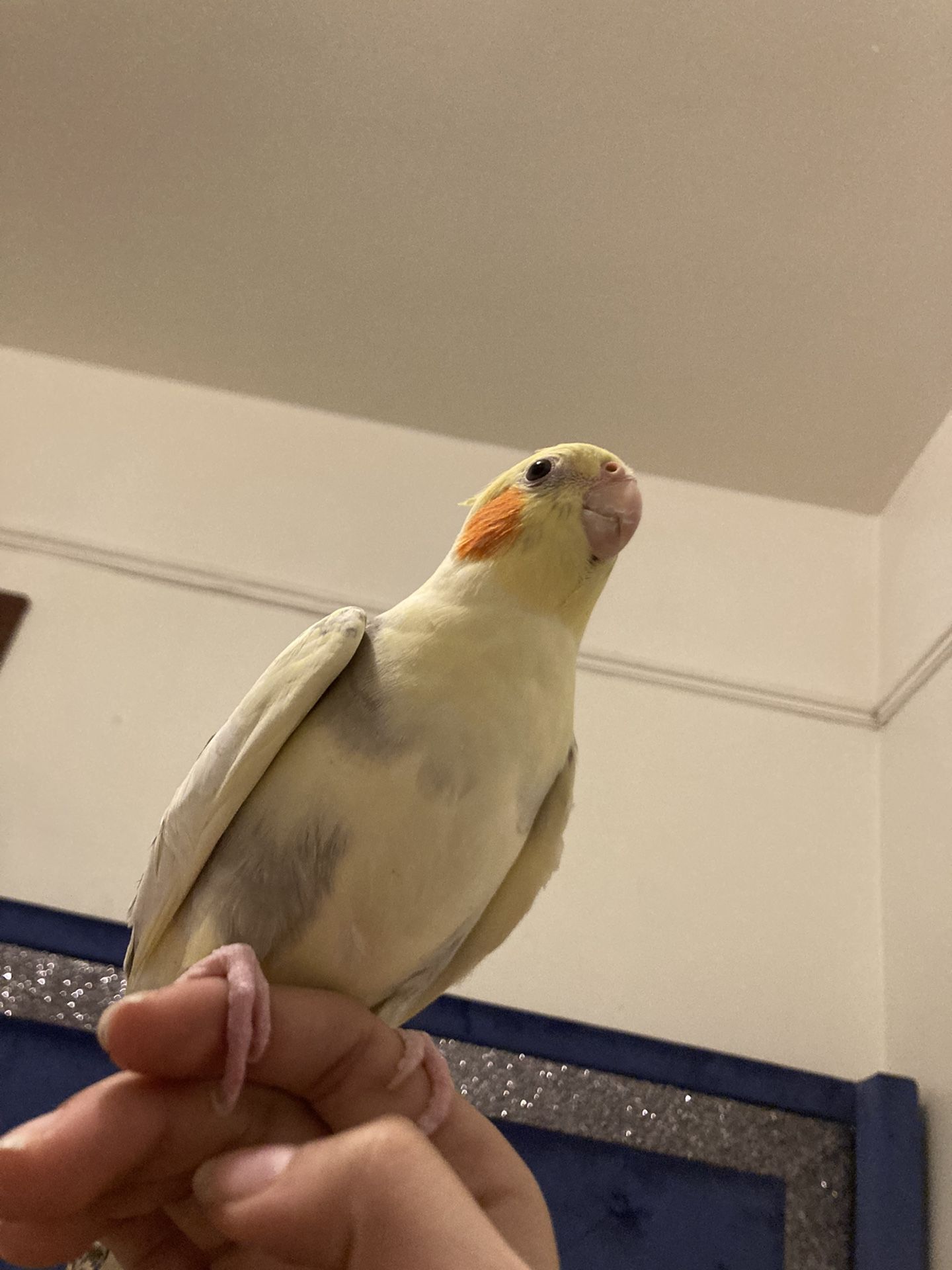 Cockatiels Male And Female 