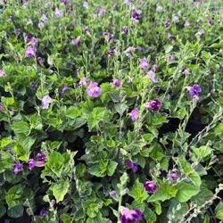  Plant: Mona Lavender 