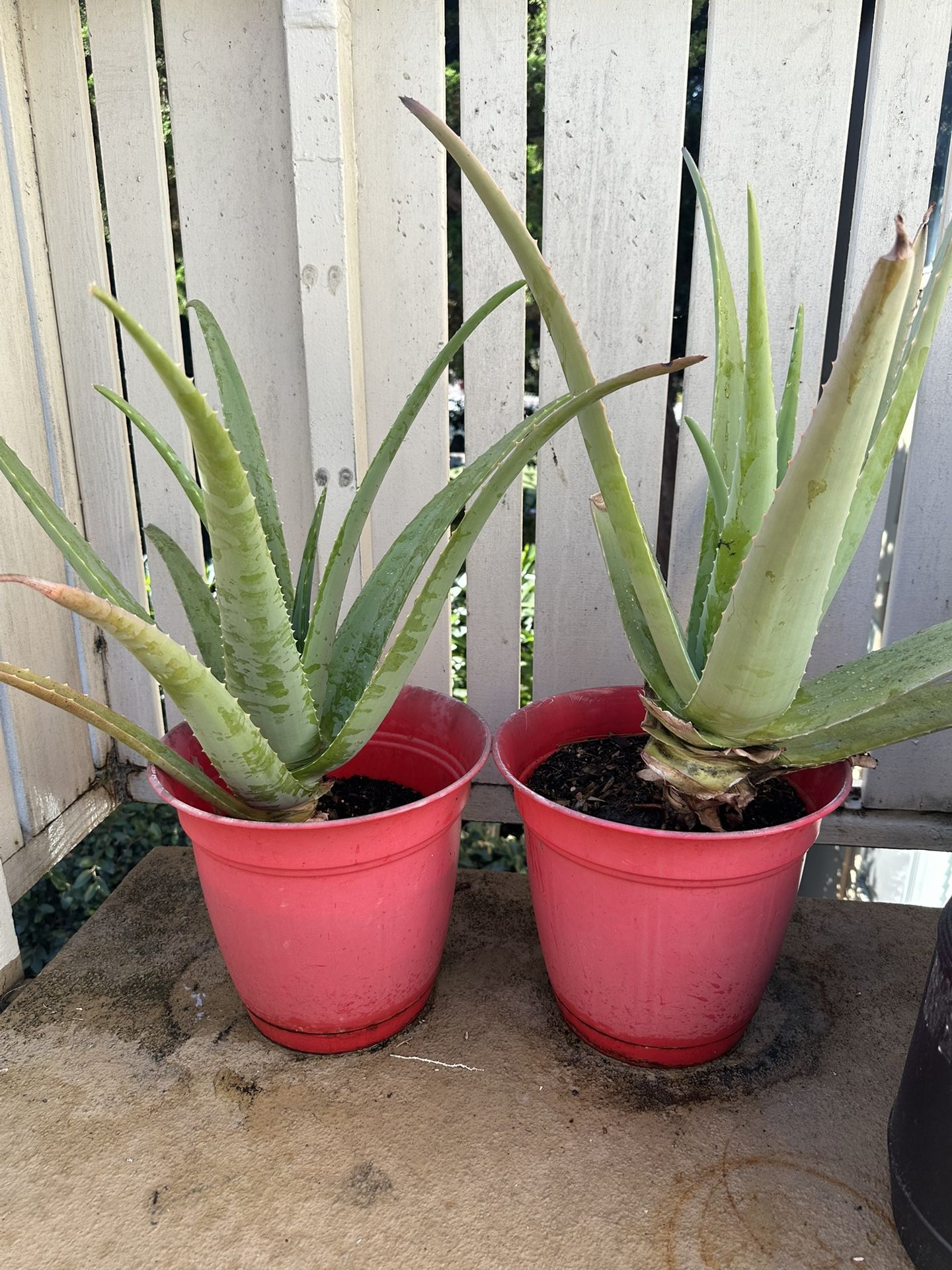 Full Size Aloe Vera Plant