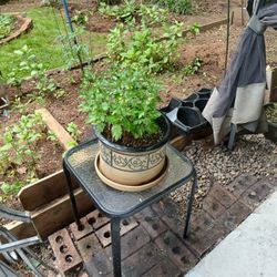 Plant In Pot With Small Glass Table 15