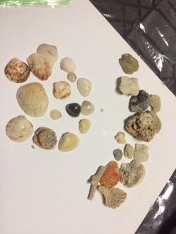 Corals and sea shells
