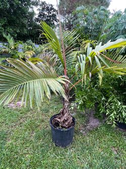 Bottle palm 15 g 5ft
