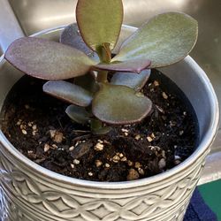 Jade Plant