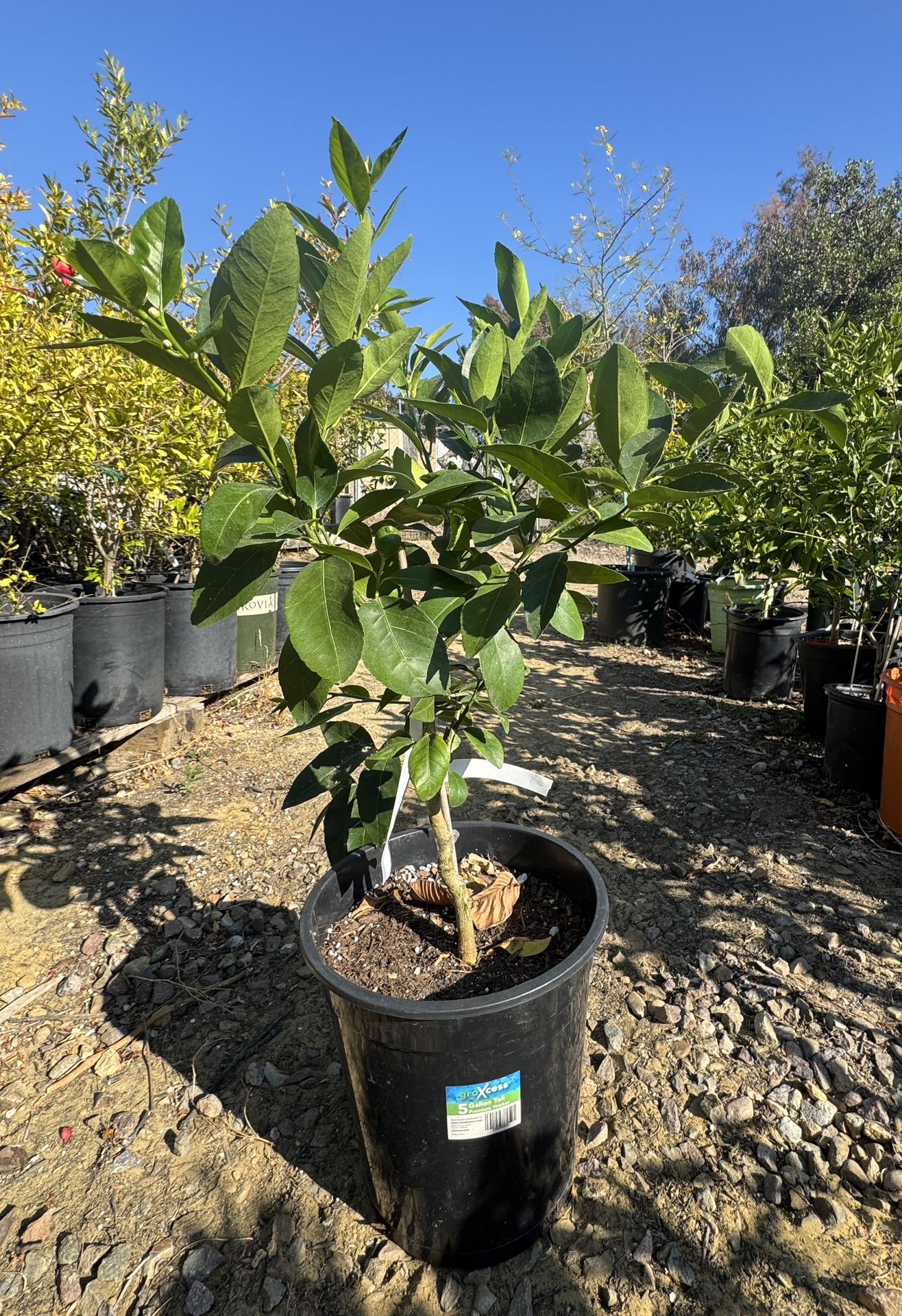 Bearss Lime Tree