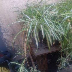 Spider Plants