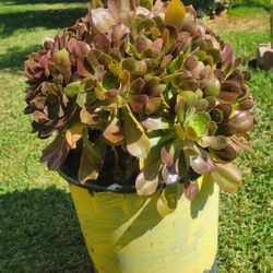 Suculent Plant