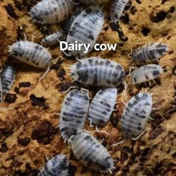 Dairy Cow Isopods