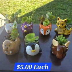 Mini Ceramic Animal Planters with Live Succulents 