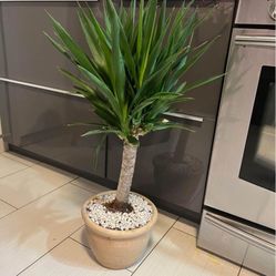 Houseplant Yucca Tree In Terra-cotta Pot