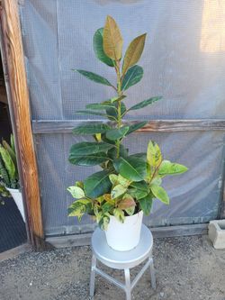 Moonshine Rubber Plant 3.5' Tall 10" Nursery Pot