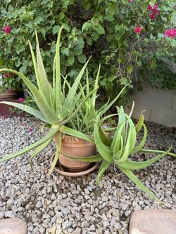 Aloe Vera Plant