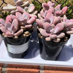 Vibrant Pink moonstone Succulents – 4 inch pot