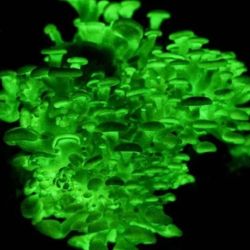 Grow Glow In The Dark Mushrooms!