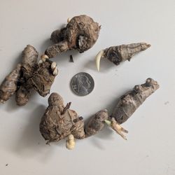 Sprouted Turmeric Root 